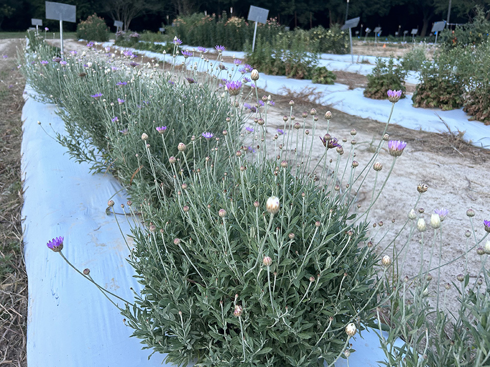 Rows of purple and white paper flowers growing in a garden.
